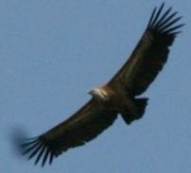 Gamla - Flying Vulture2