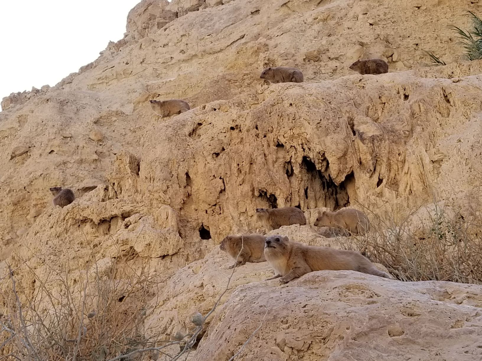Image result for qumran, en gedi, masada map